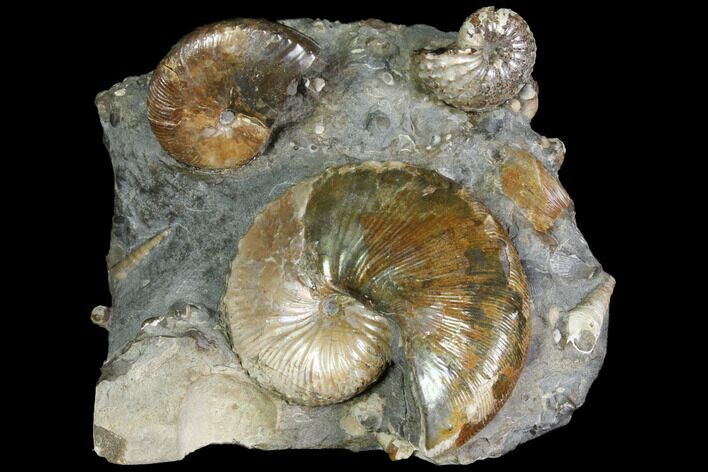 Cretaceous Fossil Ammonite Cluster - South Dakota #115363